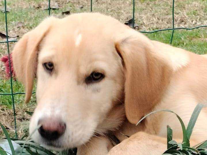 Adotta il cane Danny a Parma