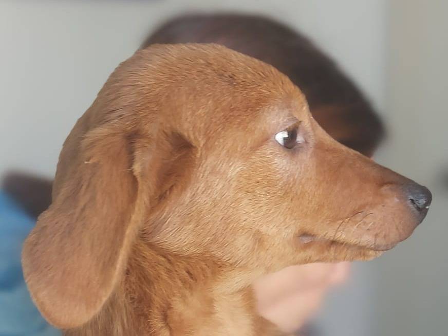 Vuoi adottare un cane a Crotone?