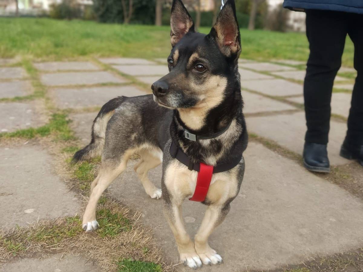 Adotta un cane, taglia media contenuta, maschio, Lodi