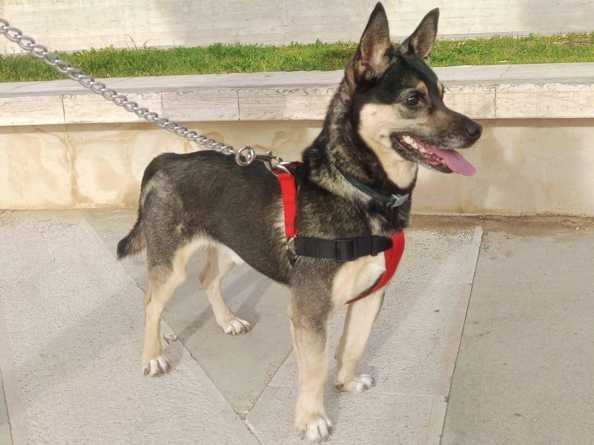 Vuoi adottare un cane a Lodi?