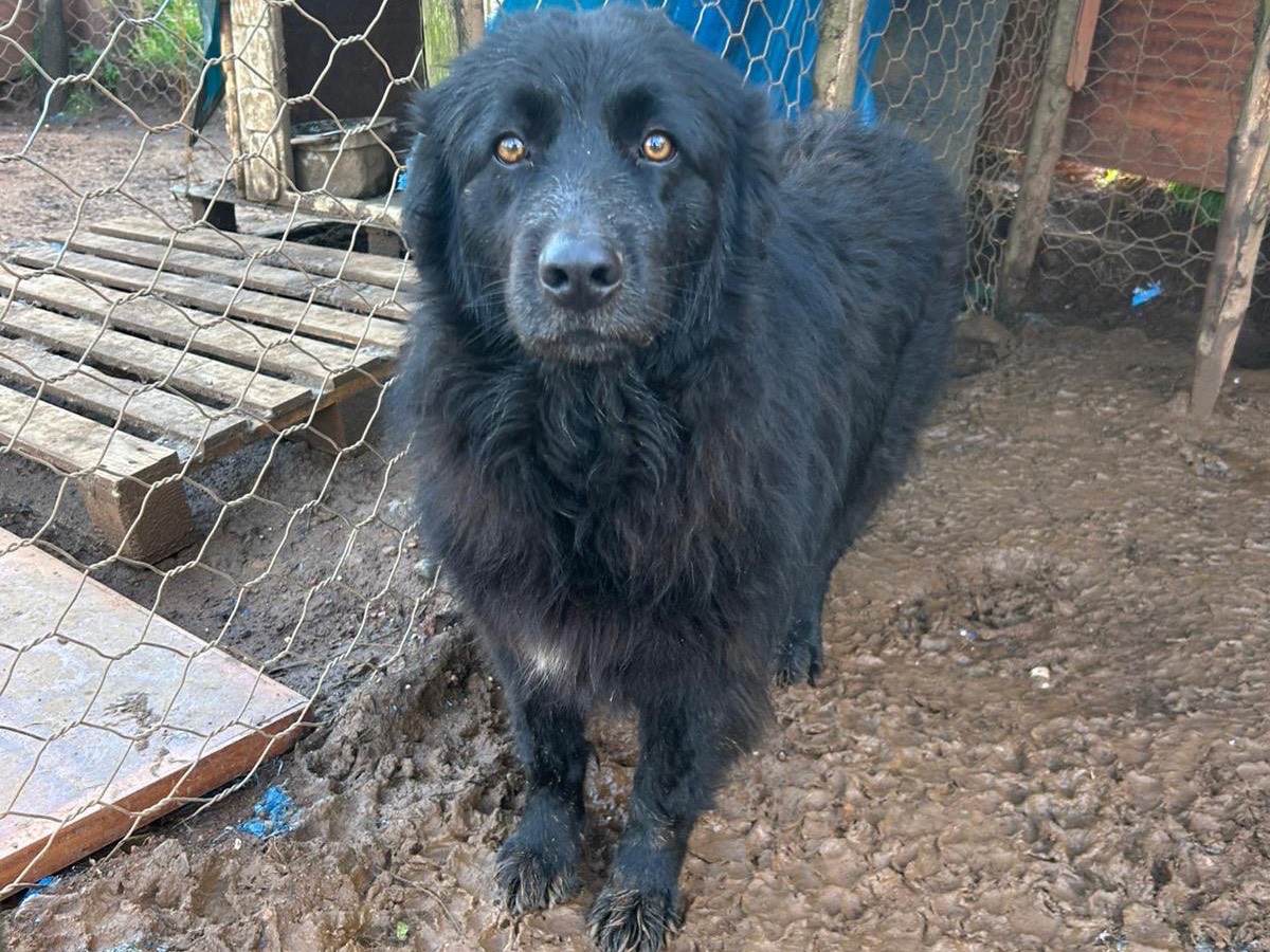 Adotta un cane, taglia grande, femmina, Catanzaro