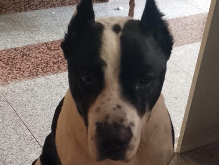 Adozione cane, maschio, Razza sconosciuta Razza sconosciuta, 5 anni e 7 mesi, taglia media, Milano