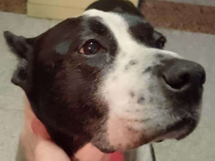 Adotta un cane, maschio, 5 anni e 7 mesi, Milano