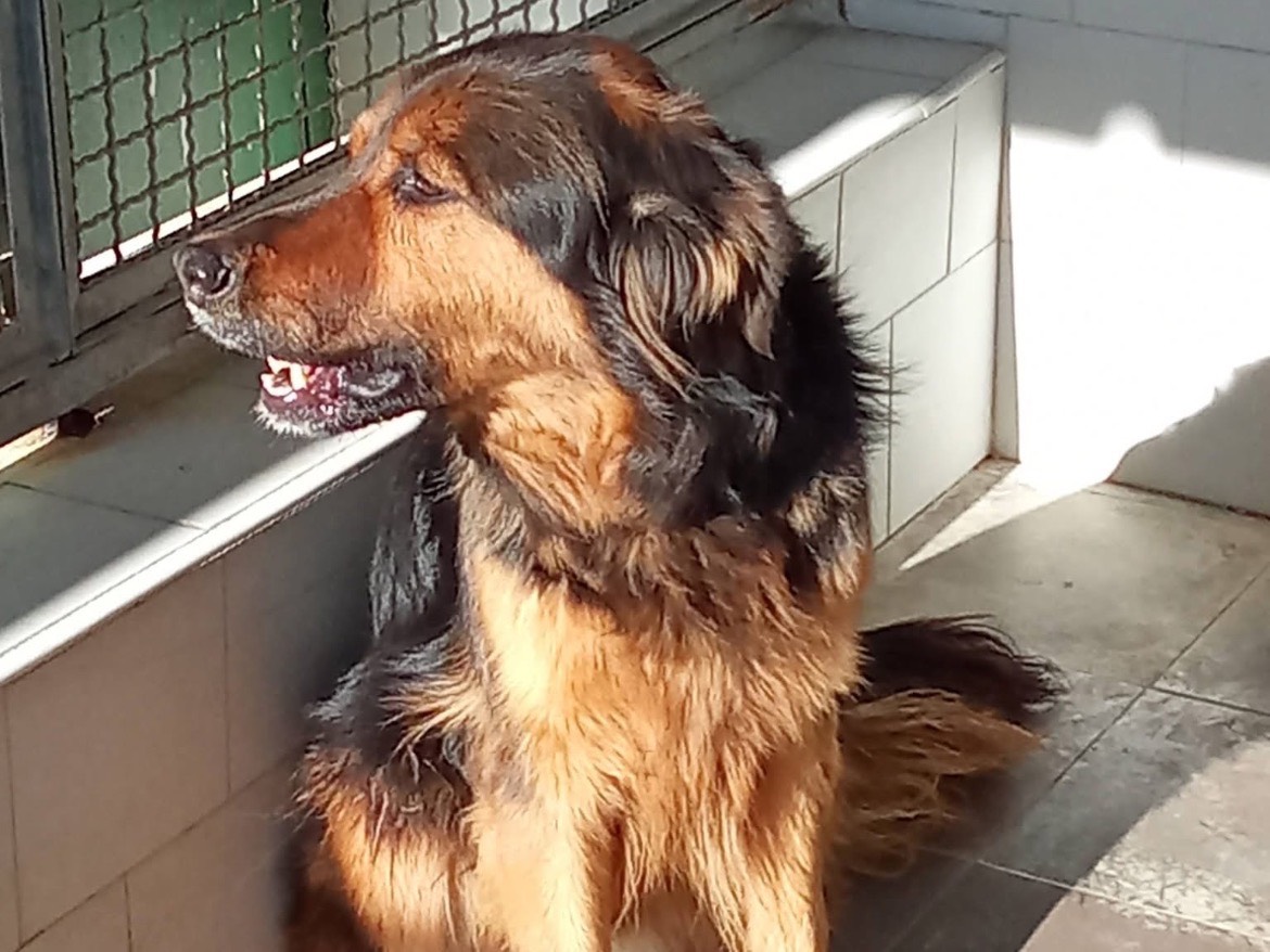 Vuoi adottare un cane a Caserta?