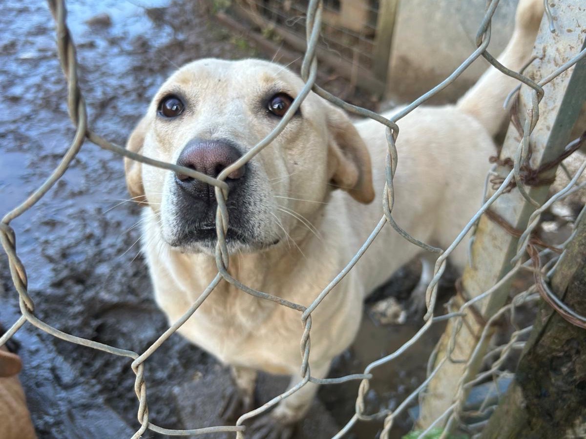 Adozione cane, femmina, Razza sconosciuta Razza sconosciuta, 4 anni e 5 mesi, taglia media, Catanzaro