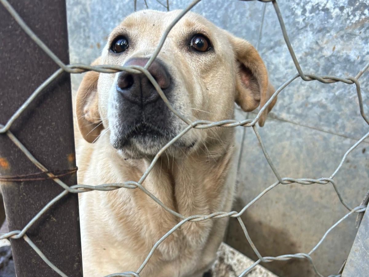 Adotta un cane, taglia media, femmina, Catanzaro