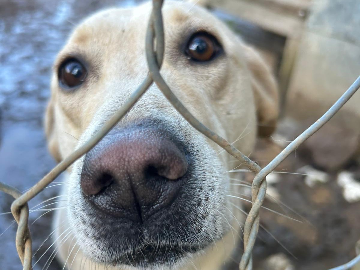Vuoi adottare un cane a Catanzaro?