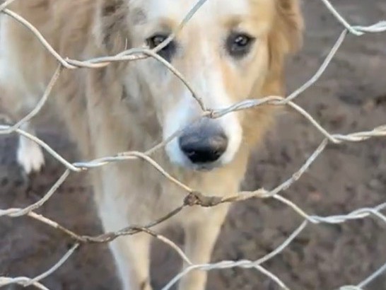 Adotta un cane, taglia media, femmina, Catanzaro