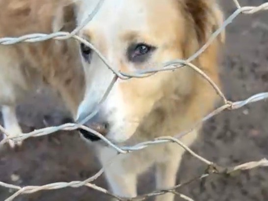 Vuoi adottare un cane a Catanzaro?