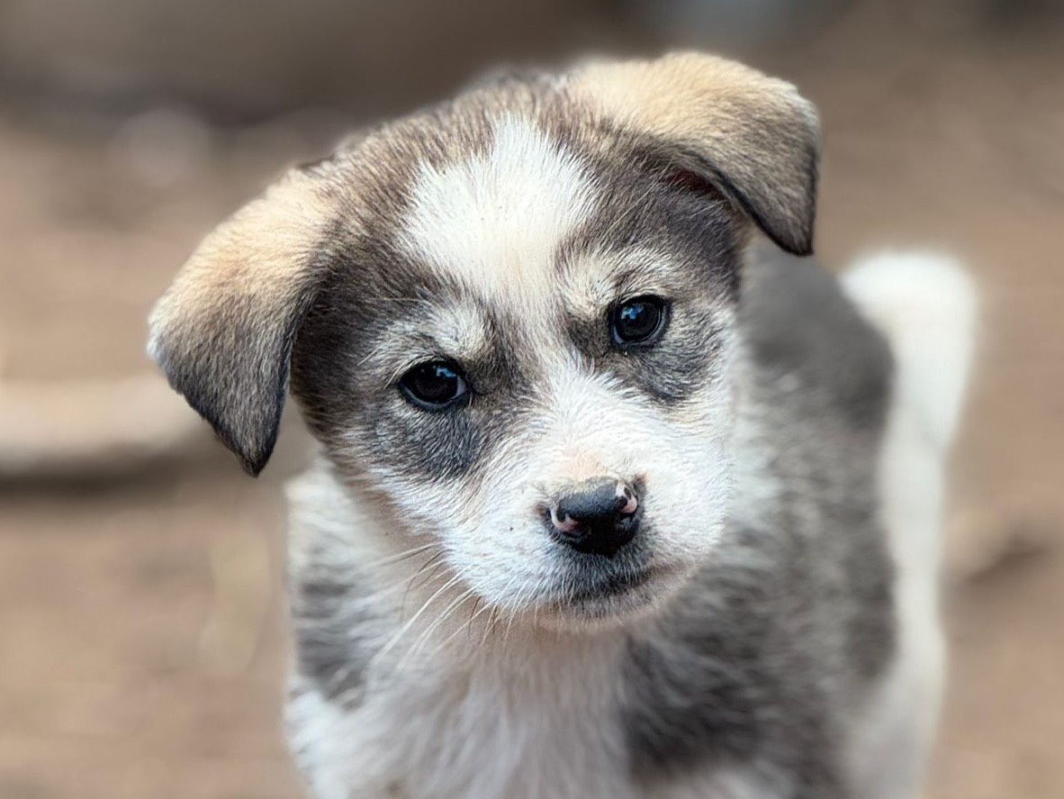 Vuoi adottare un cane a Catanzaro?