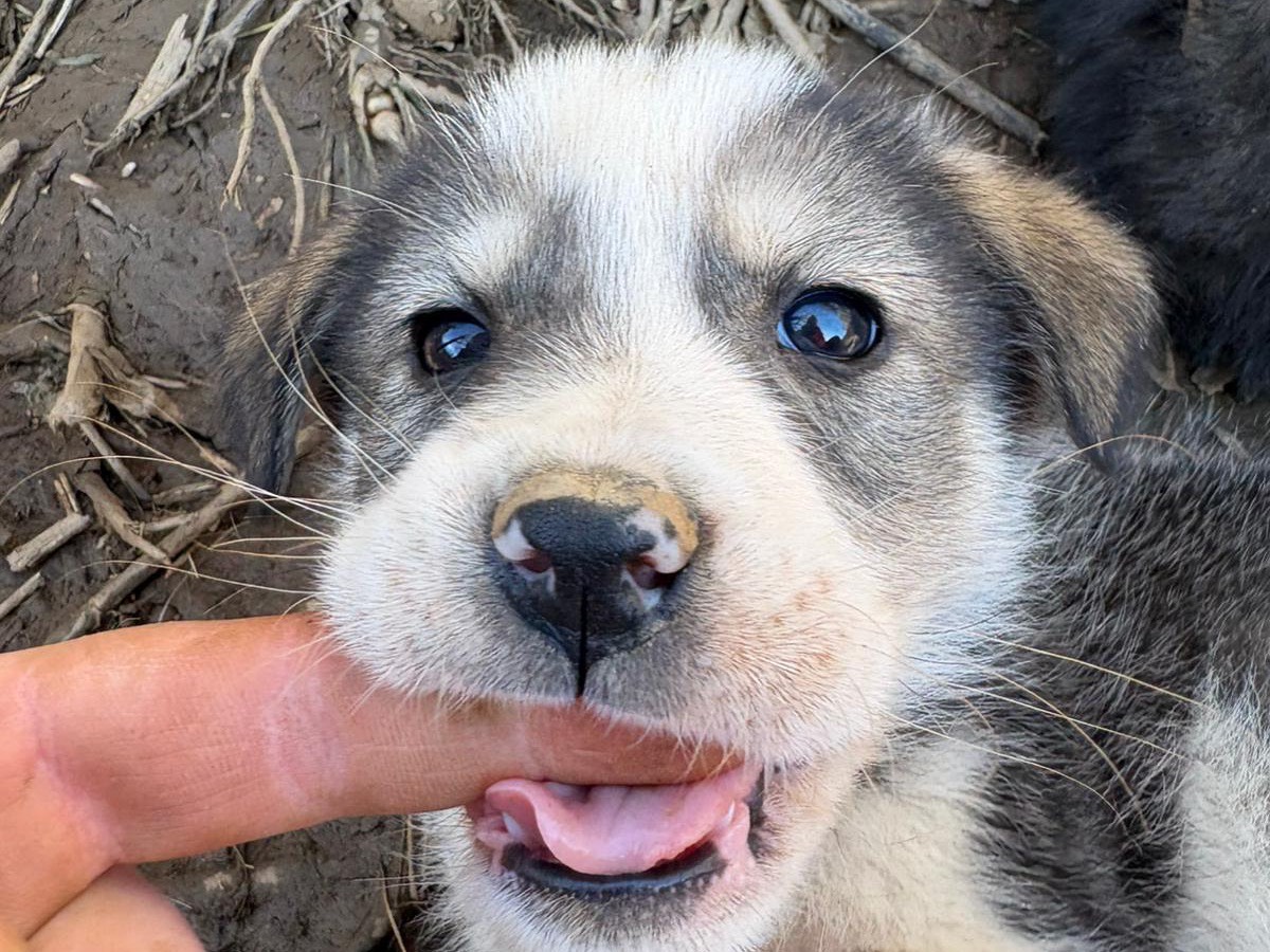 Adotta il cane Axel a Catanzaro