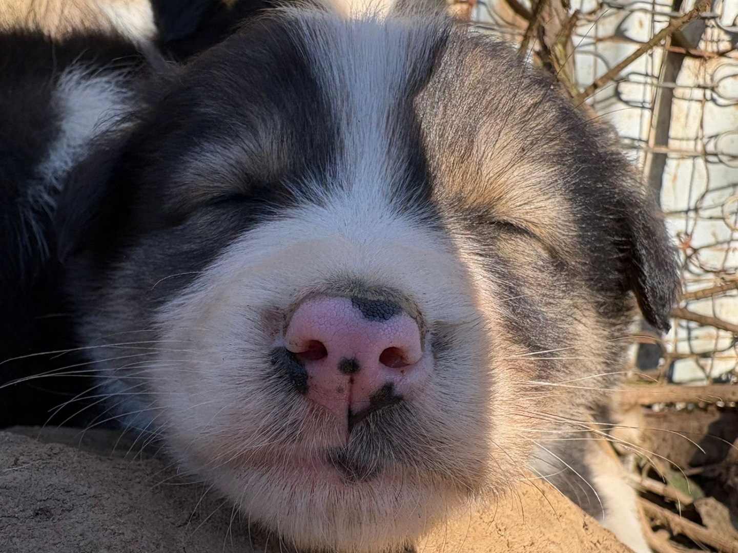 Vuoi adottare un cane a Catanzaro?