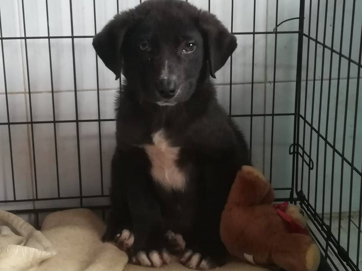 Adozione cane, maschio, Razza sconosciuta Razza sconosciuta, 3 mesi, taglia media, Varese