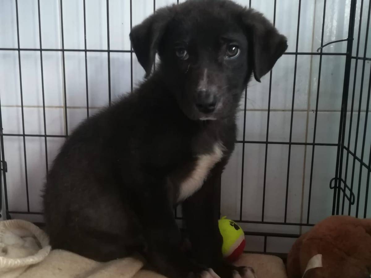 Adotta un cane, maschio, 3 mesi, Varese