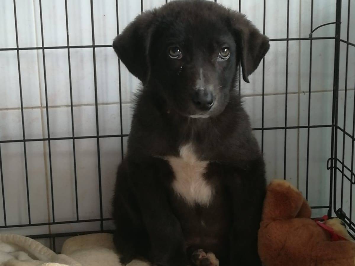 Adotta un cane, taglia media, maschio, Varese