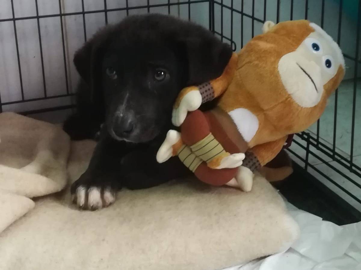 Adotta il cane UNA MAMMA PER OZZY a Varese