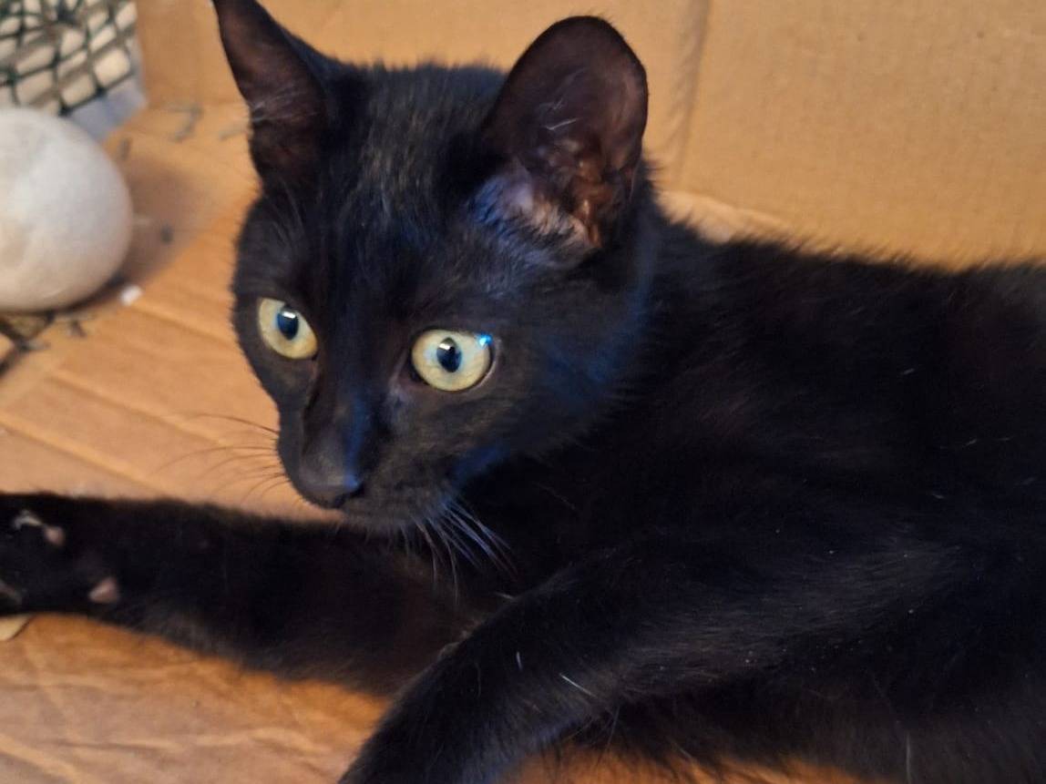 Vuoi adottare un gatto a Milano?