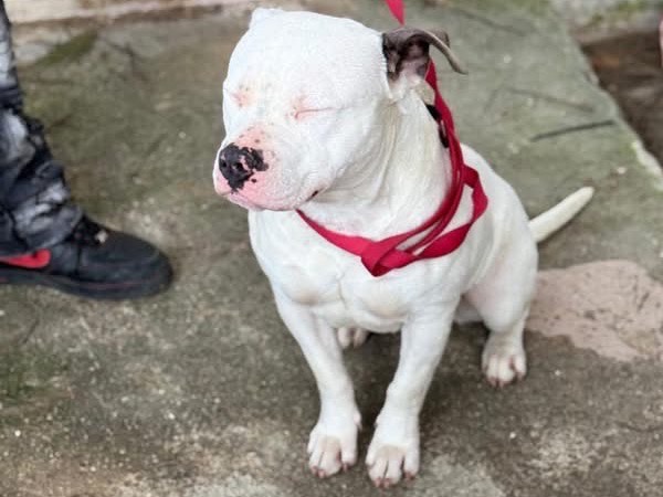 Vuoi adottare un cane a Bari?