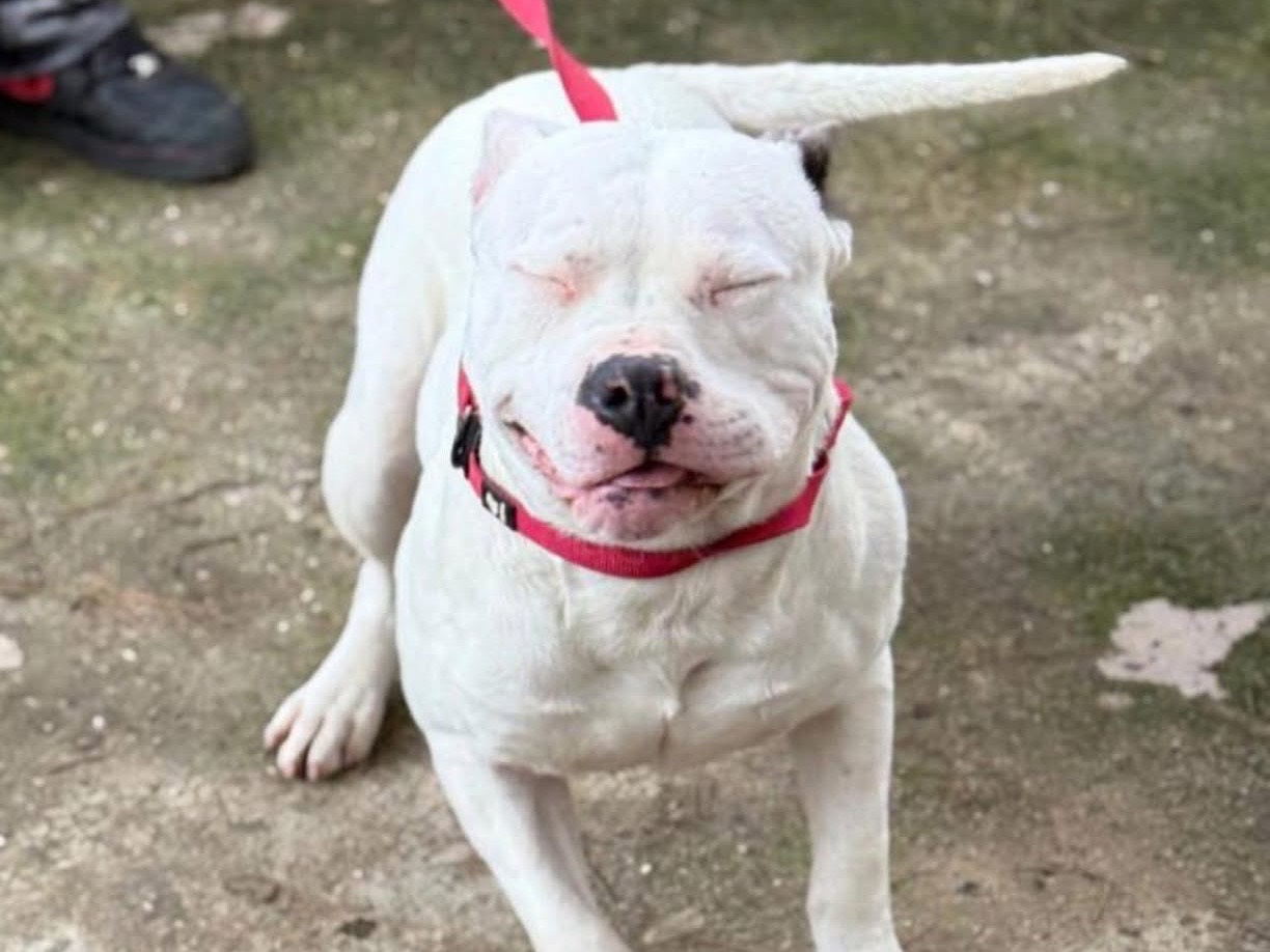 Adotta il cane Luna a Bari
