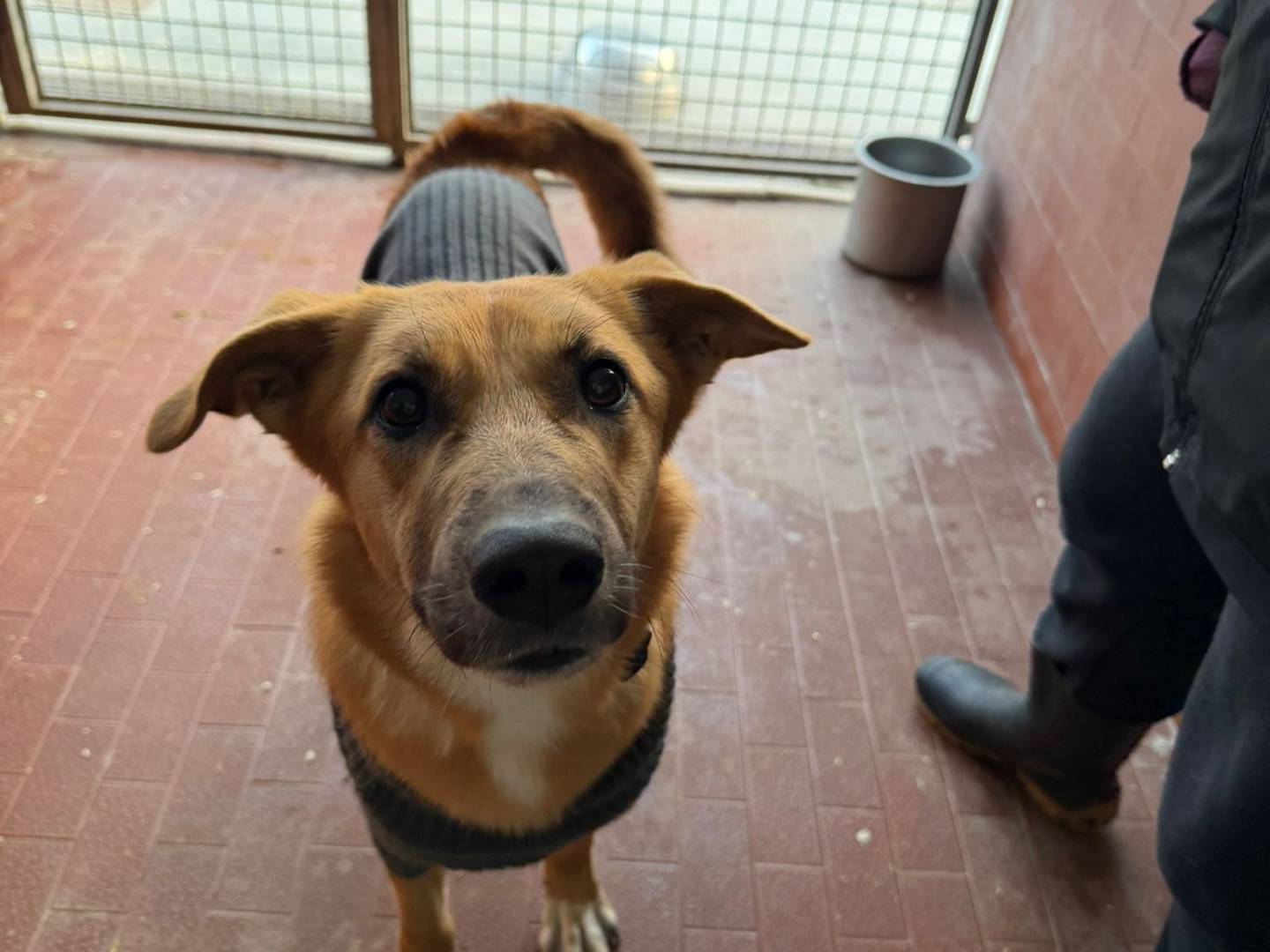 Adozione cane, maschio, Razza sconosciuta Razza sconosciuta, 2 anni e 1 mese, taglia media, Milano