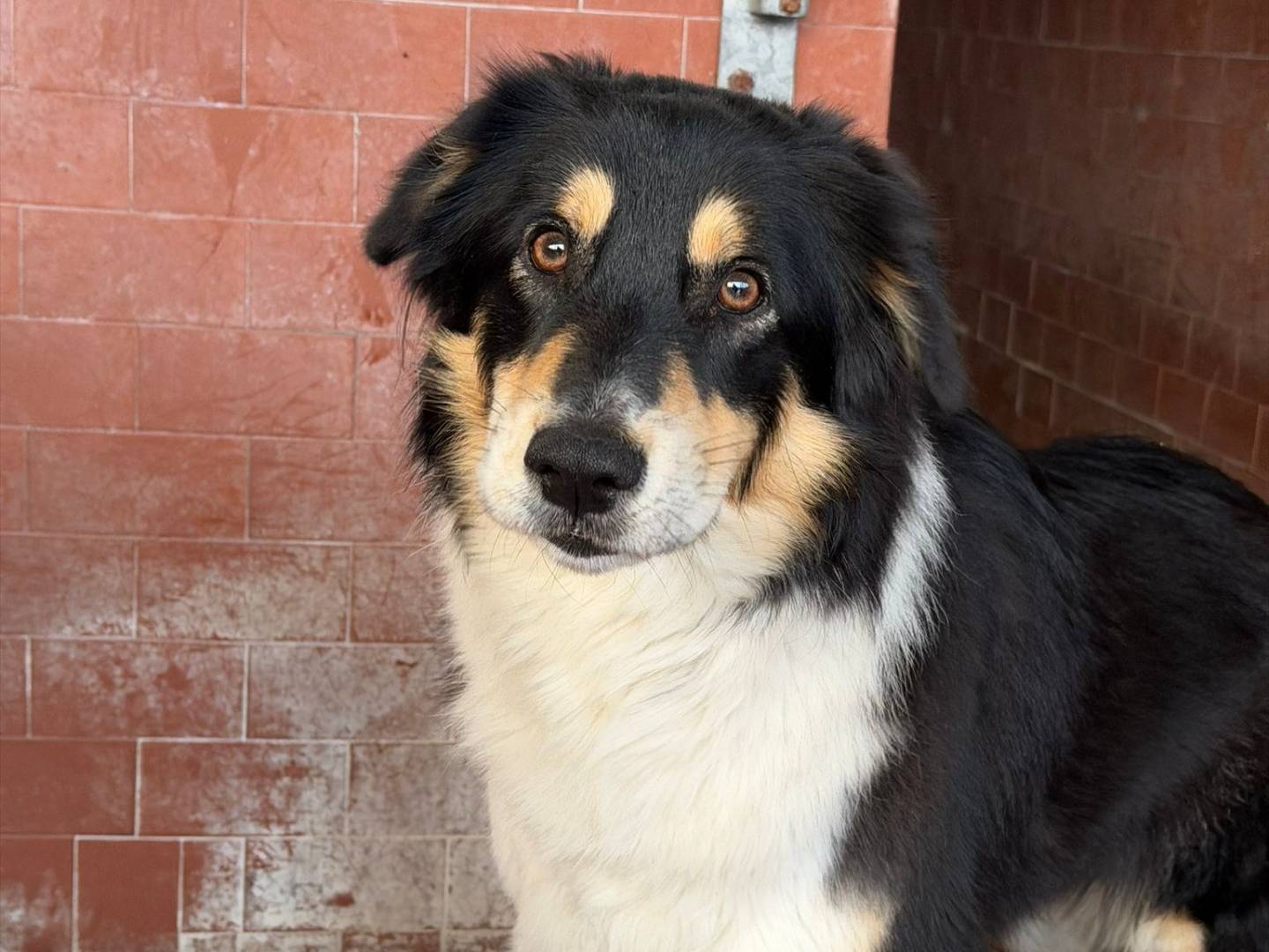 Adozione cane, femmina, Razza sconosciuta Razza sconosciuta, 2 anni e 1 mese, taglia piccola, Milano