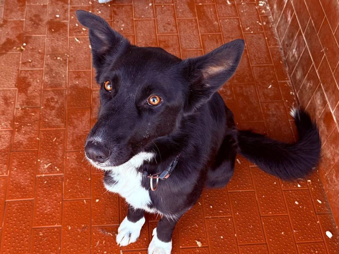 Adozione cane, maschio, Razza sconosciuta Razza sconosciuta, 2 anni e 1 mese, taglia media, Milano