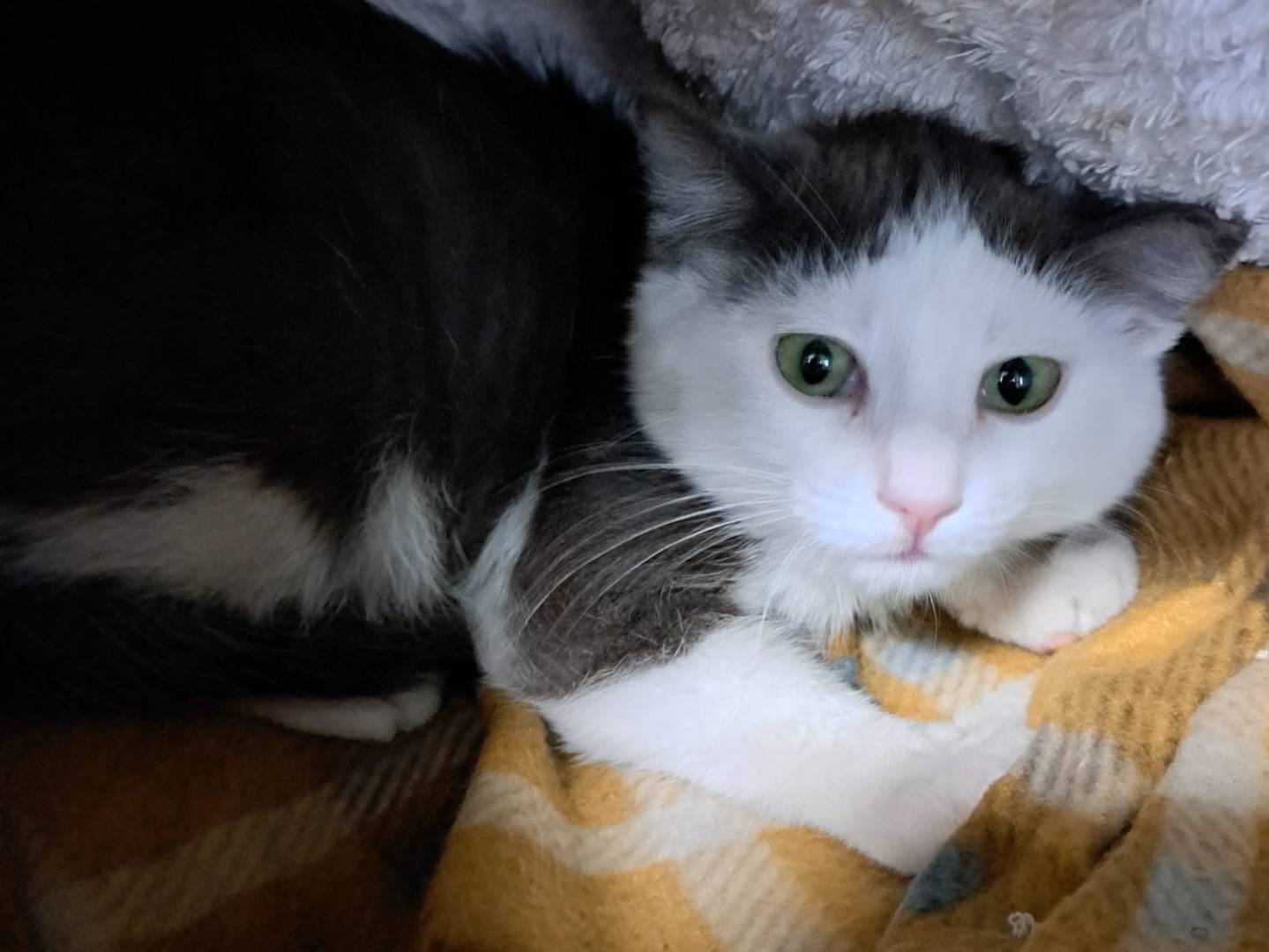 Adozione gatto, maschio, Razza sconosciuta Razza sconosciuta, 1 mesi, taglia non valida, Milano