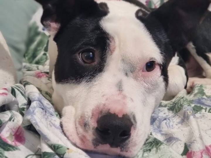 Adotta il cane Jack sparrow a Vibo