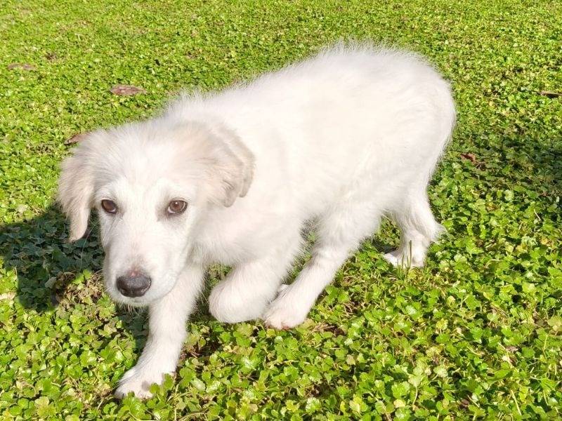 Adotta il cane Orsetta a Roma