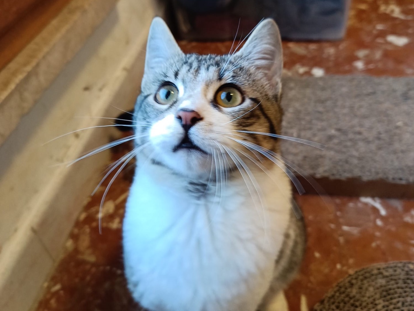 Vuoi adottare un gatto a Roma?