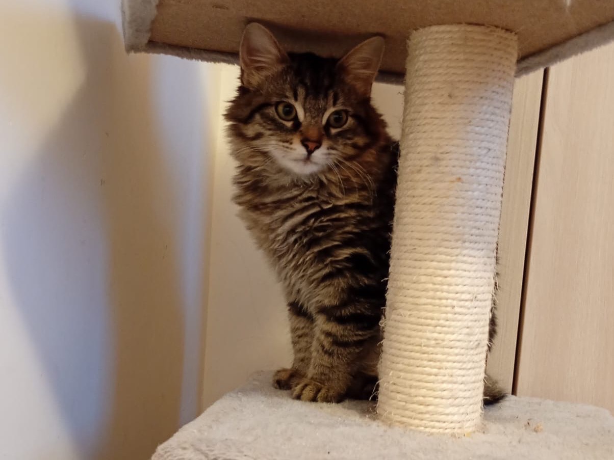 Adotta il gatto Quattro mici a Roma