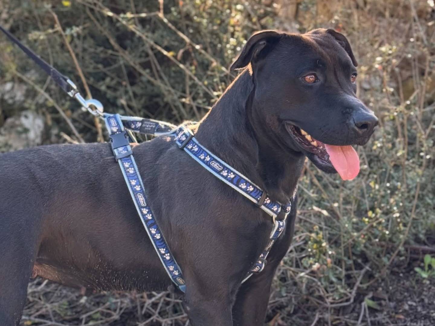 Adotta un cane, femmina, 2 anni e 1 mese, Lecce