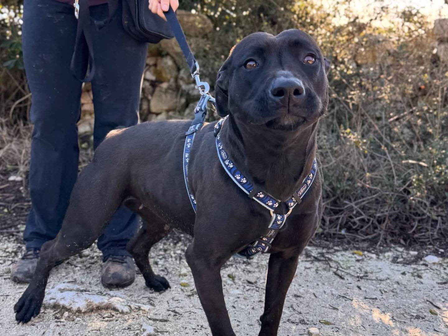 Vuoi adottare un cane a Lecce?