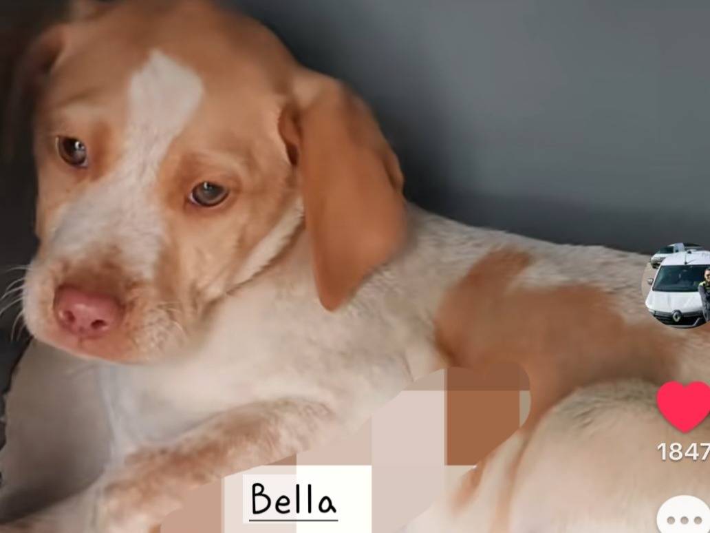 Adotta un cane, maschio, 4 mesi, Latina