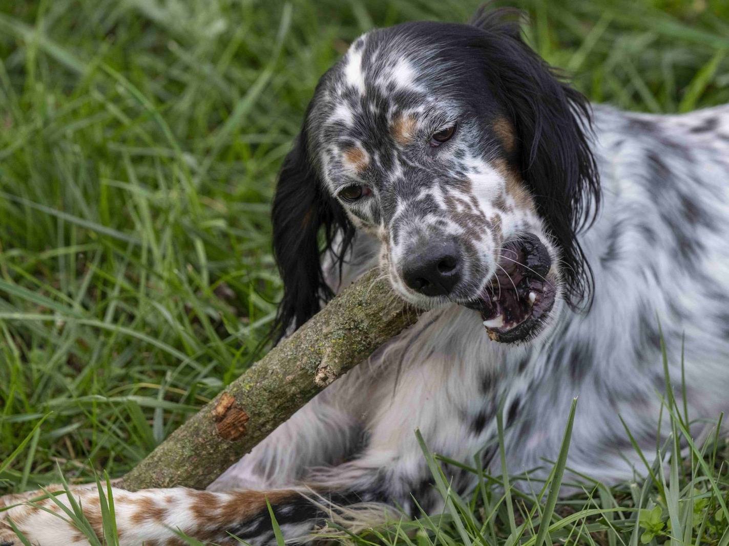 Adotta un cane, maschio, 4 anni e 5 mesi, Milano