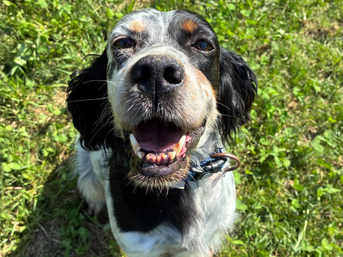 Adotta un cane, femmina, 9 anni e 2 mesi, Milano