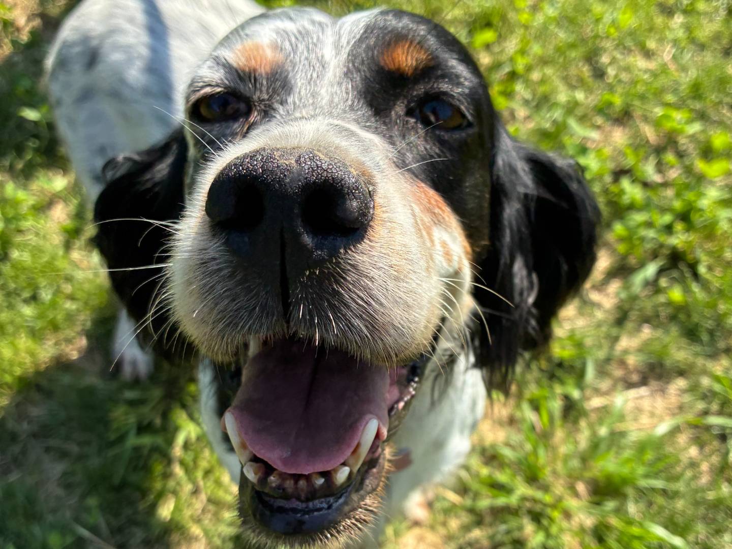 Adotta un cane, taglia media, femmina, Milano