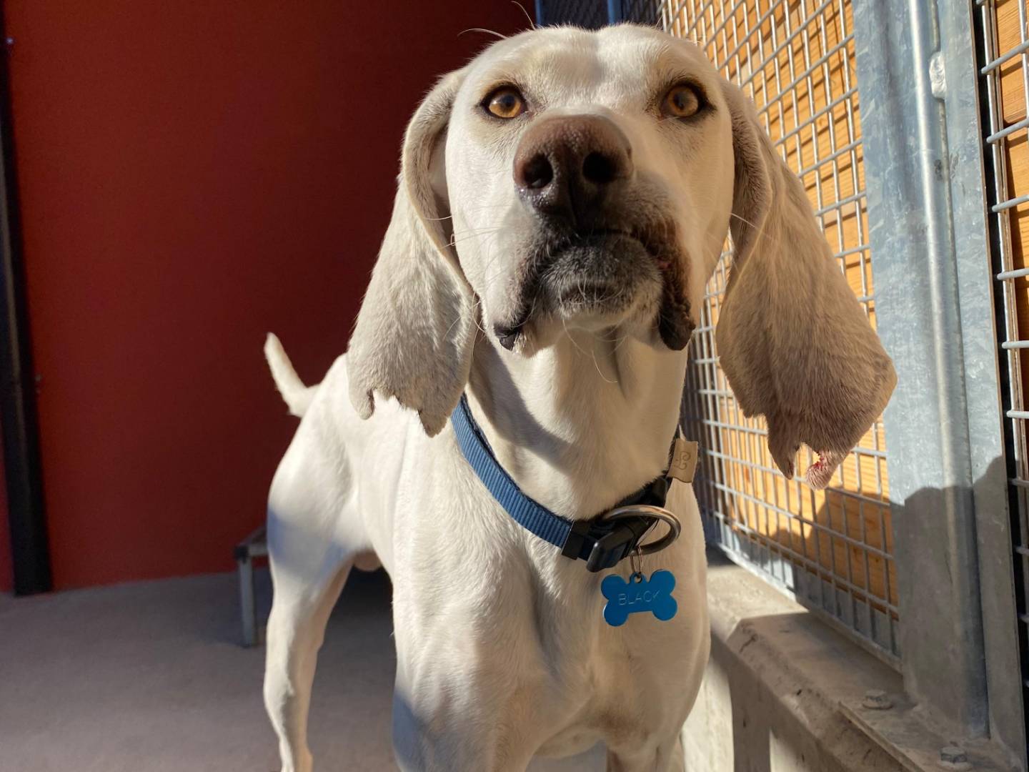 Adotta un cane, maschio, 4 anni e 9 mesi, Milano