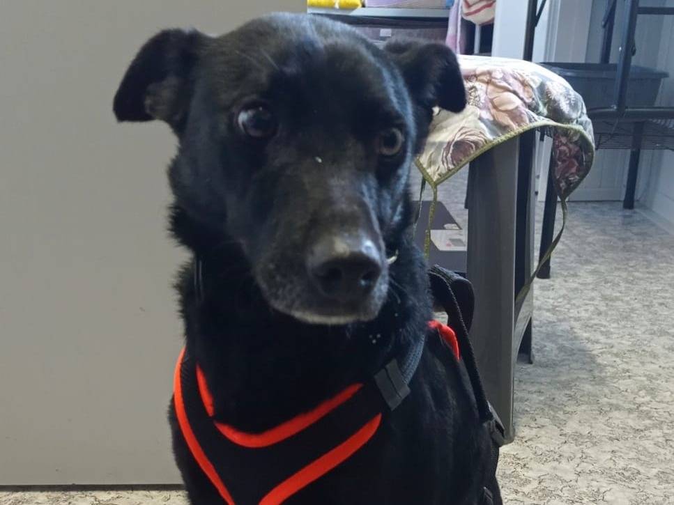 Vuoi adottare un cane a Cosenza?