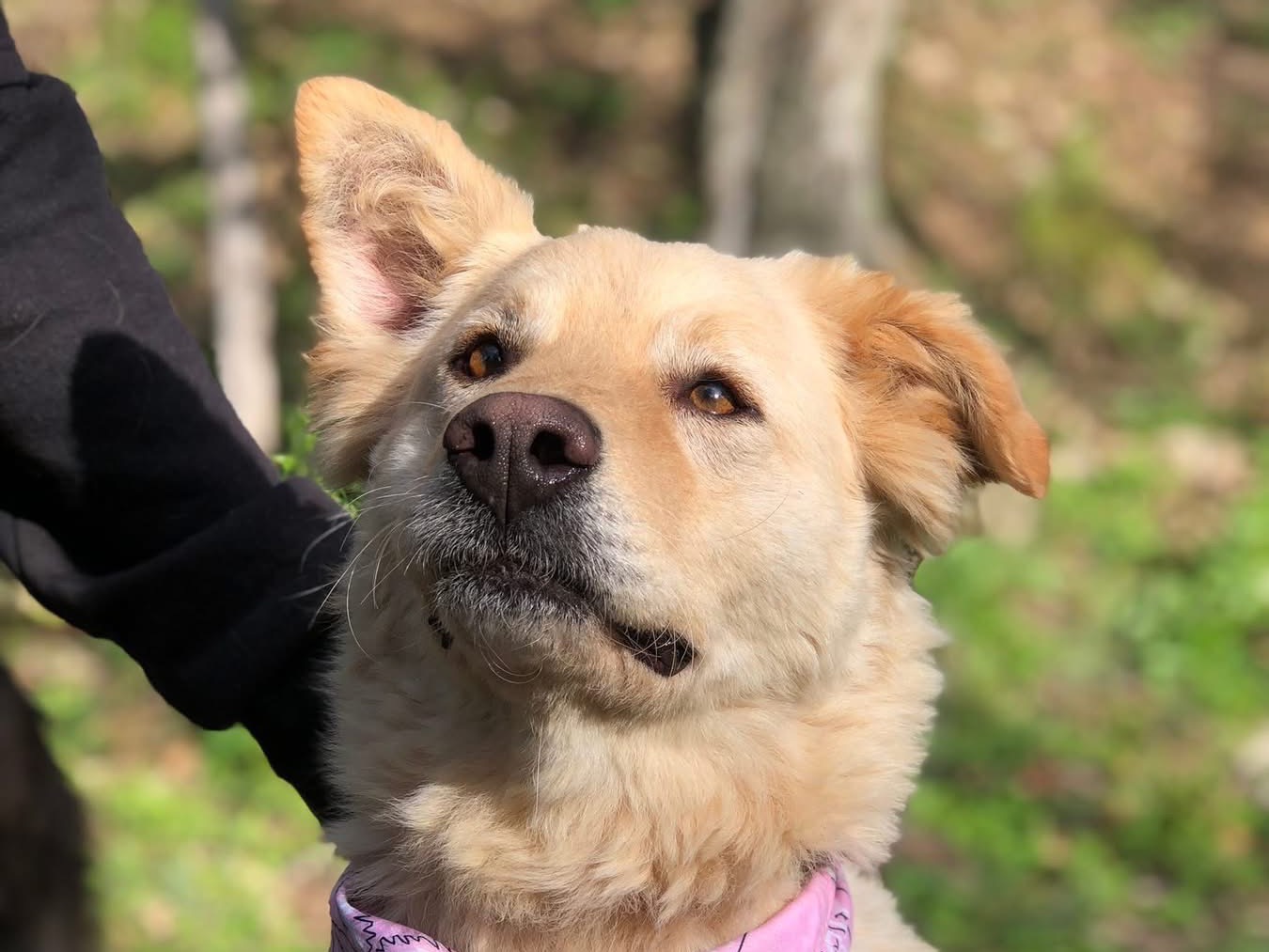 Vuoi adottare un cane a Latina?