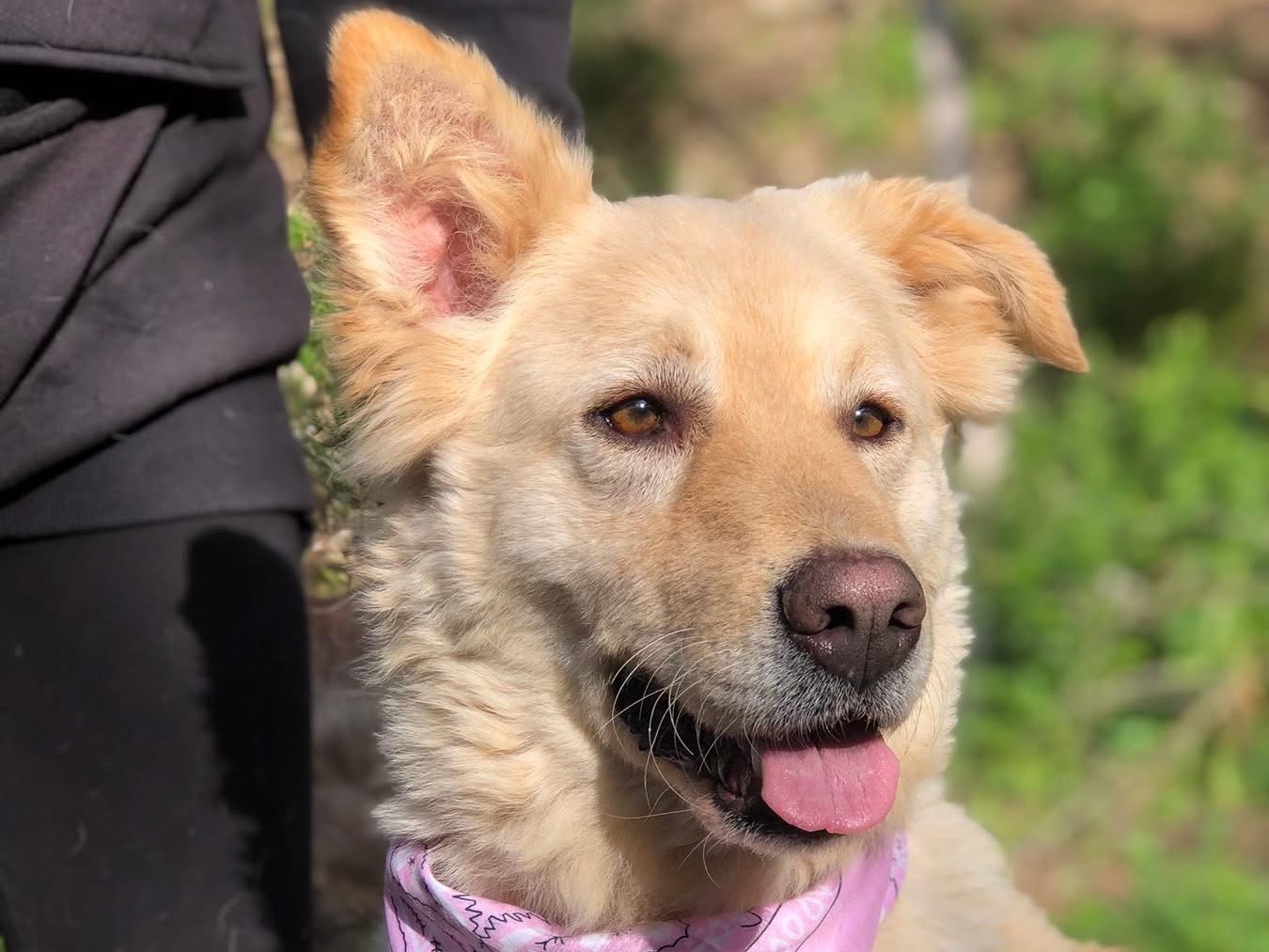 Adotta il cane Lisa a Latina