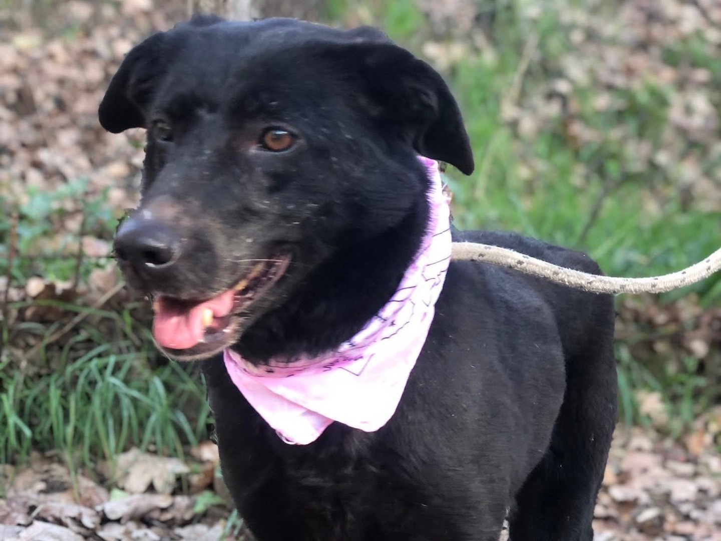 Adotta un cane, femmina, 8 anni e 2 mesi, Latina