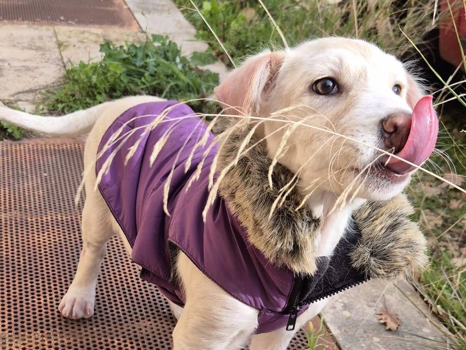 Vuoi adottare un cane a Bari?