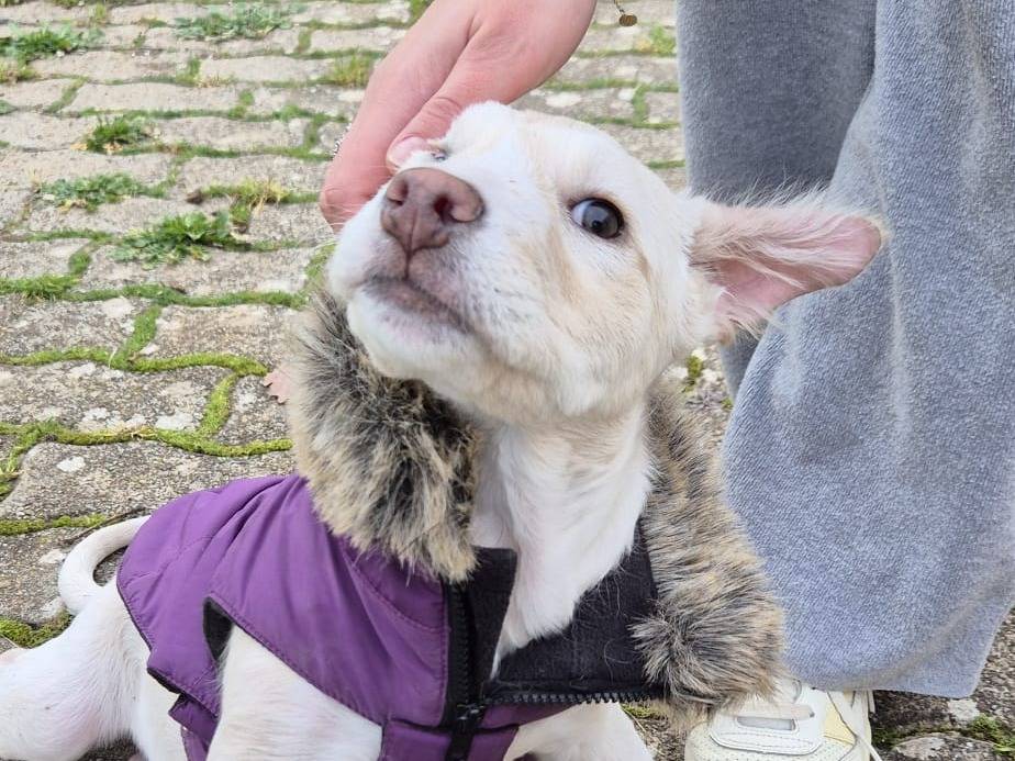 Adotta il cane Cometa a Bari