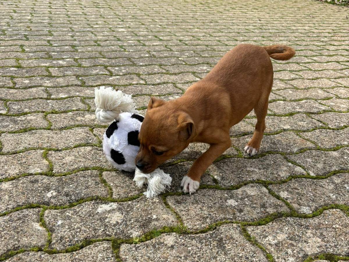 Adotta un cane, femmina, 4 mesi, Bari