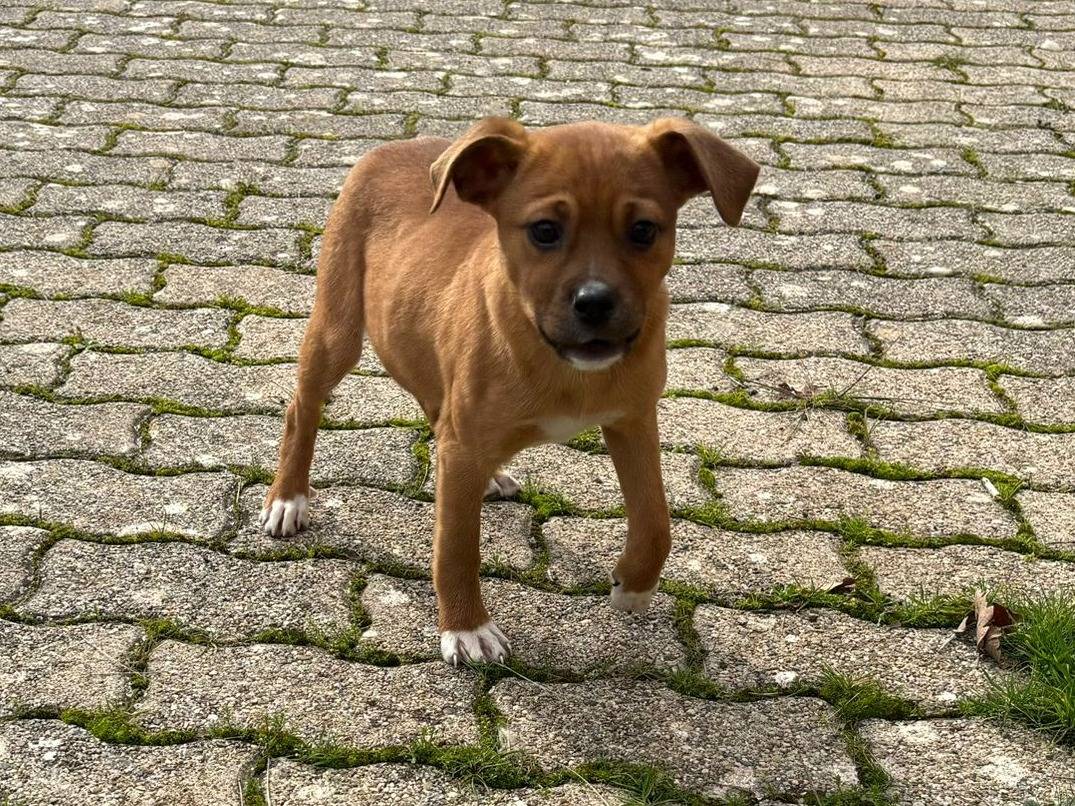 Adotta un cane, taglia media contenuta, femmina, Bari