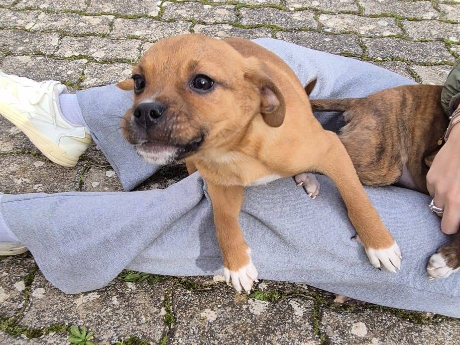 Vuoi adottare un cane a Bari?