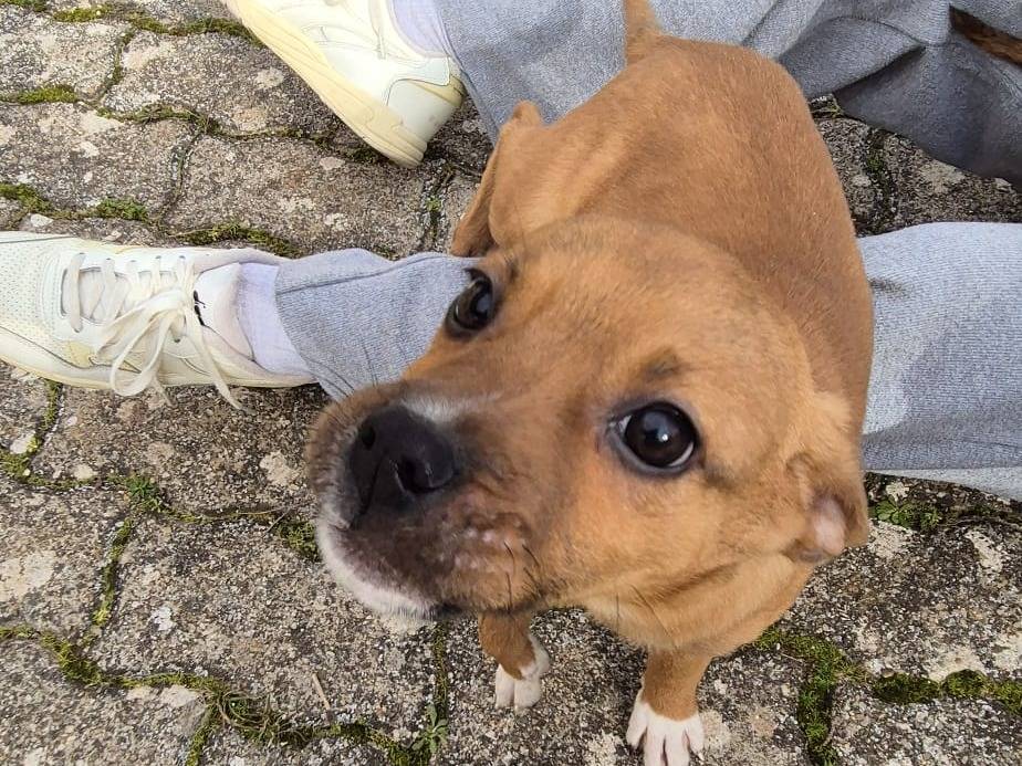 Adotta il cane Katy a Bari