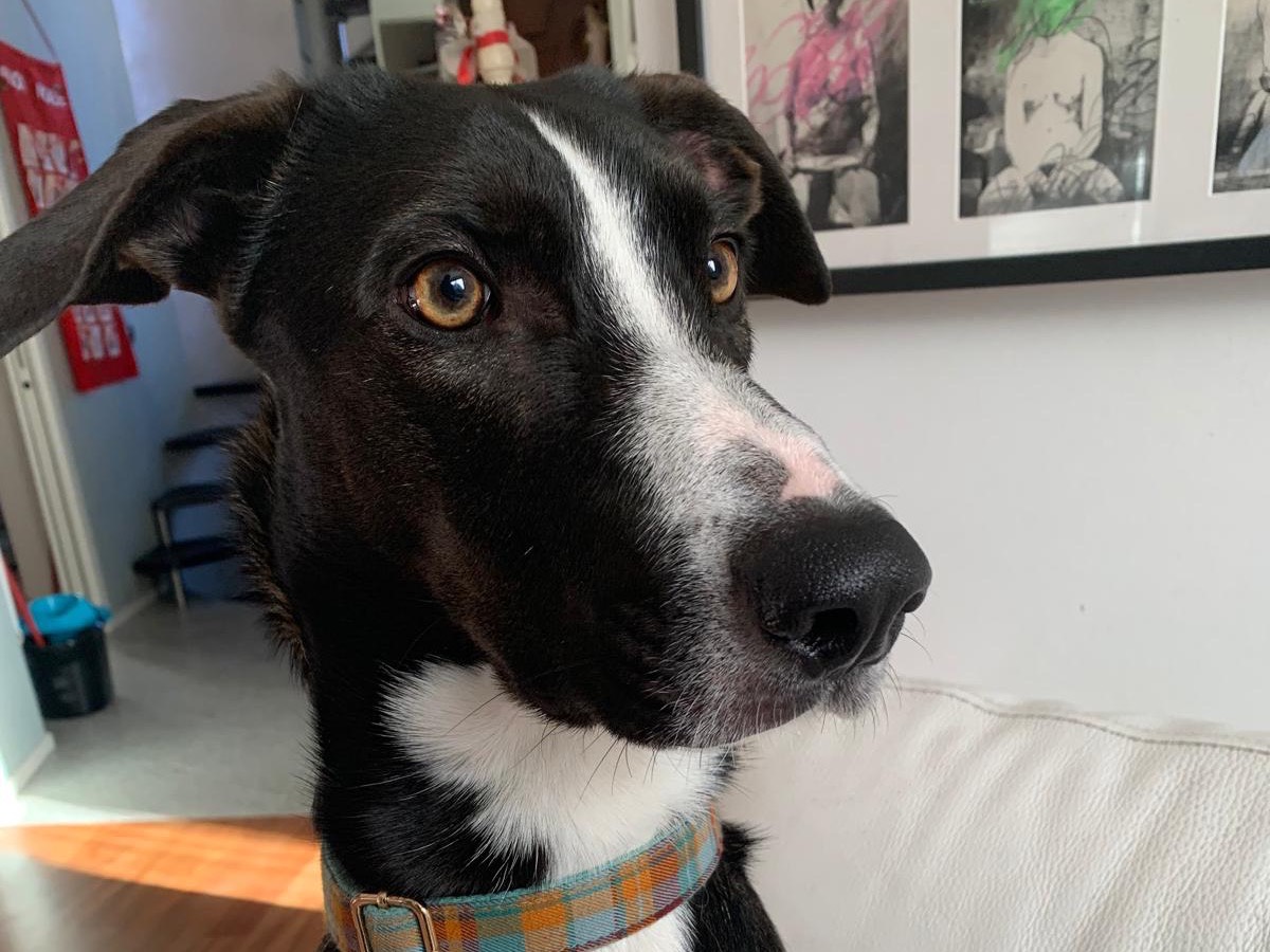 Adozione cane, maschio, Border Collie Razza sconosciuta, 1 anno e 8 mesi, taglia media, Messina