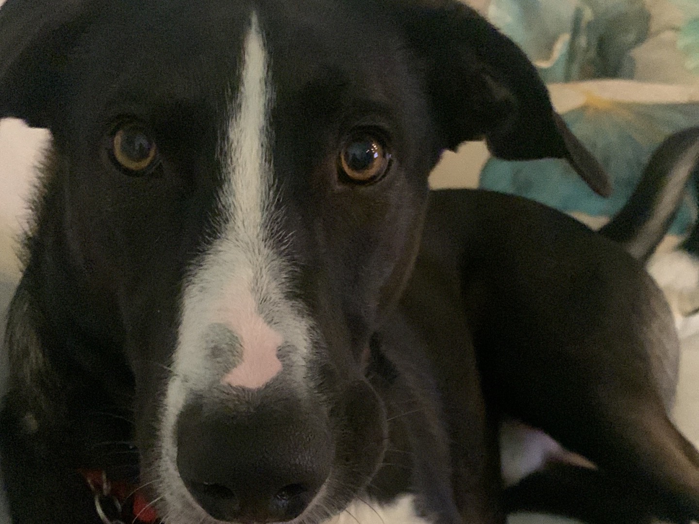 Adotta il cane Hugo a Messina